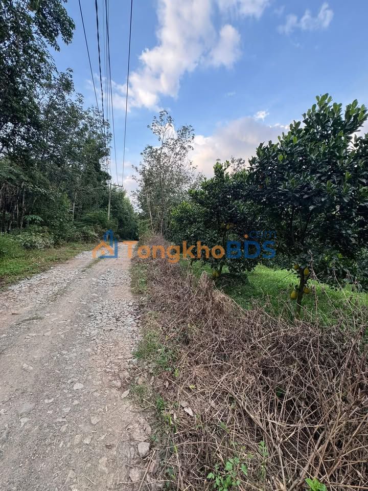 Đất Farm Xuân Trường, Đồng Nai 4400m² - Giá Tốt Đầu Tư