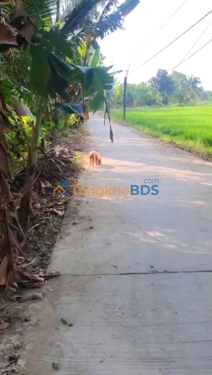 Bán Đất Sóc Trăng 2600m² Sổ Hồng Sẵn - Giá 1.8 Tỷ