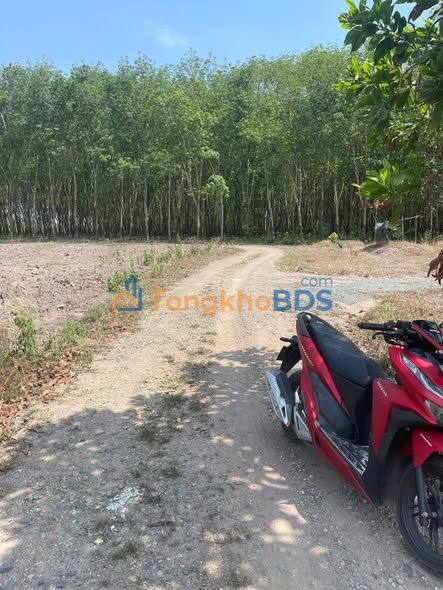 Đất nền 10.000m² Tân Khai, Bình Phước - Sổ đỏ chính chủ, giá đầu tư 2.2 tỷ