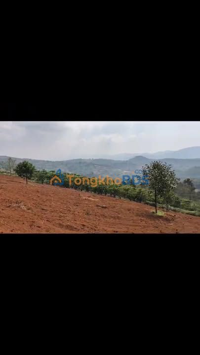 Bán Gấp Farm Cà Phê 1.78ha Lộc Bắc, Lâm Đồng - Giá 2.9 Tỷ