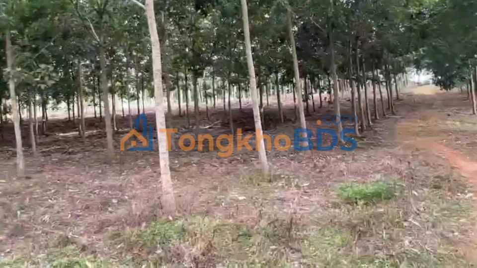 Bán 2.2ha Vườn Cao Su Tân Phước, Đồng Phú - Giá 3.x Tỷ