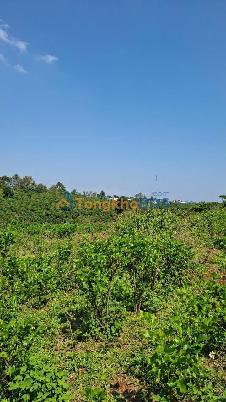 Bán Gấp Đất Vườn 51800m² Bảo Lộc - View Thoáng, Giá Tốt 3.2 Tỷ