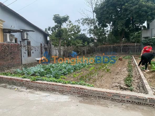 Bán đất vuông đẹp 113m² đường Liên Minh, Việt Trì - Giá 2 tỷ