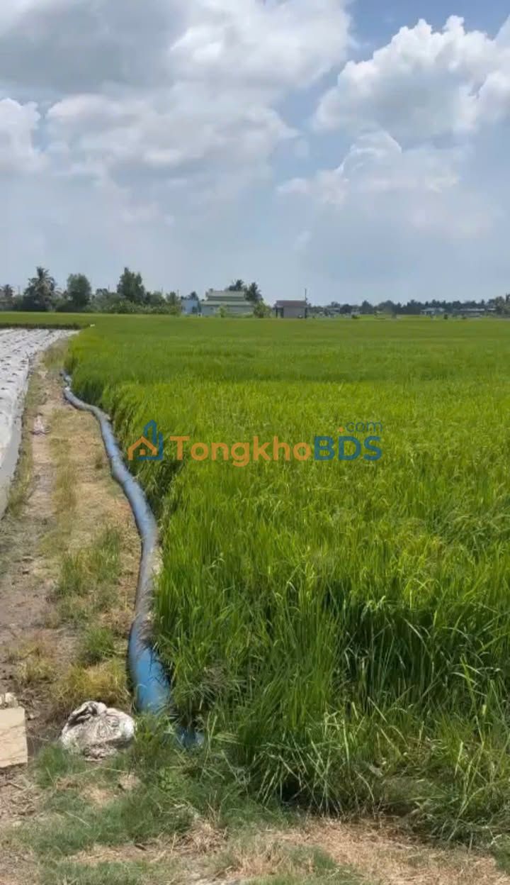 Đất Mặt Tiền Kinh Doanh Lộ Đình Bình Trinh Đông, Tân Trụ - 130m² Giá 850 Triệu