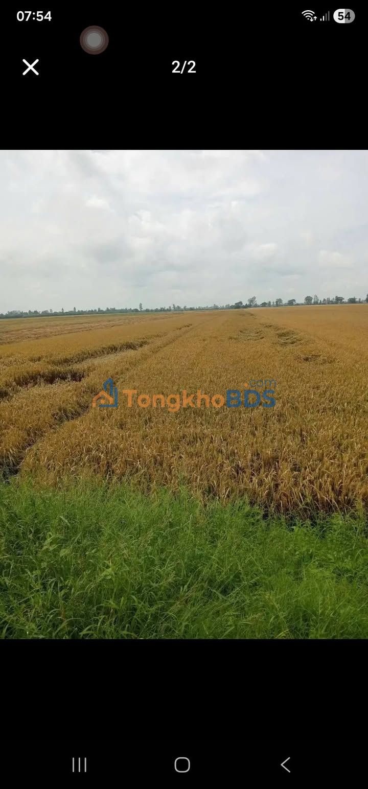 Bán 3.2ha Đất Ruộng Vĩnh Thành, Châu Thành, An Giang - Sổ Đỏ Thổ Cư, Ô Tô Tới Nơi