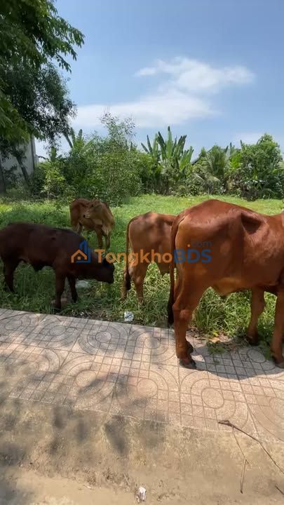 Đất Trảng Bom 105m² Sổ Hồng Thổ Cư - Giá Ngộp 1.1 Tỷ