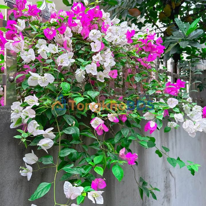 Đất thổ cư 70m² sổ đỏ tại Thôn Đào Nguyên, Hoài Đức - Giá 6 tỷ