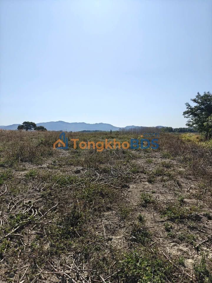 Đất Nông Nghiệp Đắk Lắk 25.000m² - Giá Tốt, Sẵn Sàng Đầu Tư