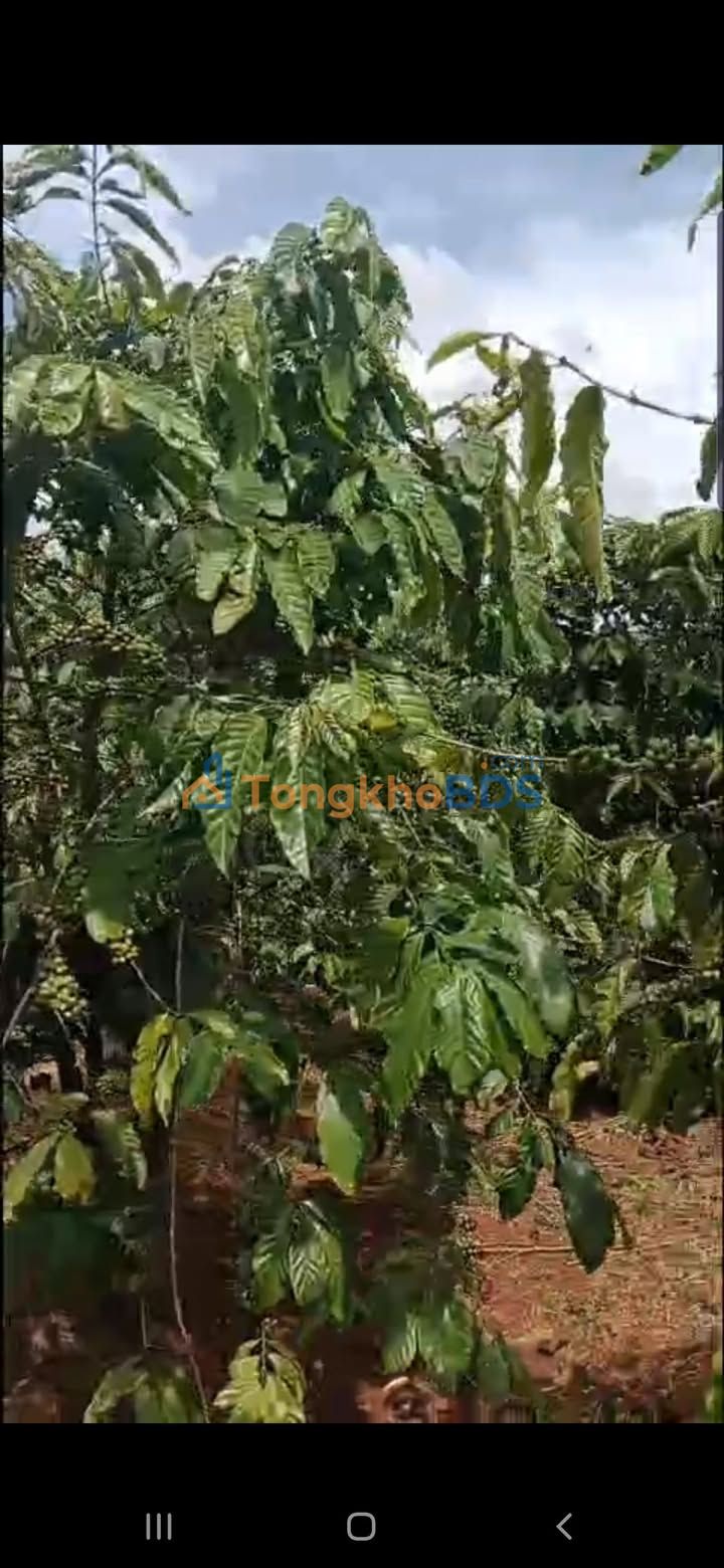 Bán Gấp Đất Vườn Di Linh 7000m² - Sổ Đỏ Triền Dốc Thả Ngọn Đẹp