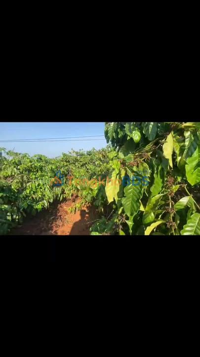 Bán Gấp Farm 1.6ha Trồng Cà Phê Đẹp - Gia Lai