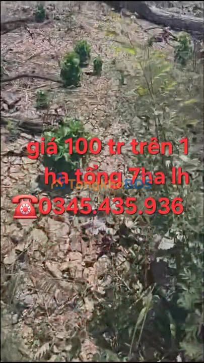 Bán Gấp 7ha Đất Vườn Ia Grai, Gia Lai - Giá Chỉ 700 Triệu