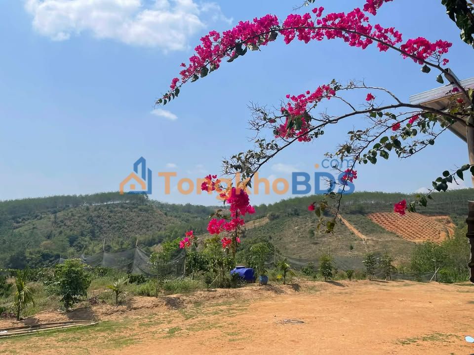 Bán Farm Cafe 3.2ha Đăk Tô, Kon Tum - Đường Ô Tô Tới Nơi, Giá 4.5 Tỷ