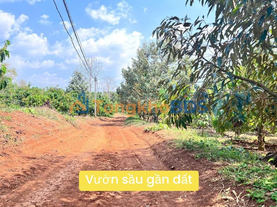 Bán đất Ea M'Droh, Đắk Lắk - 8300m² đất đỏ, view vườn cây ăn trái trù phú