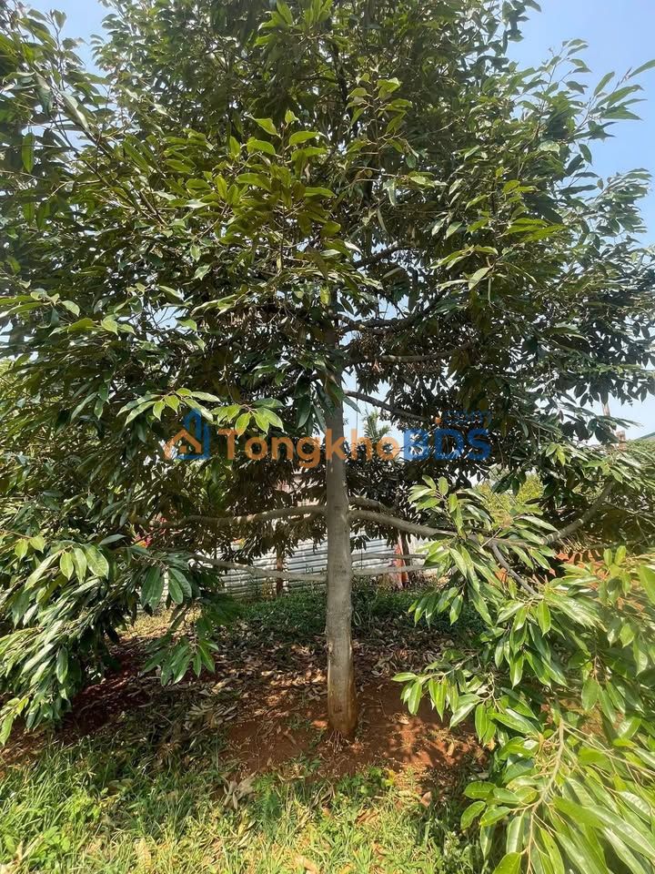 Farm 9.3ha Đắk Lắk - Sầu riêng 10 năm thu trái, giá 5.4 tỷ