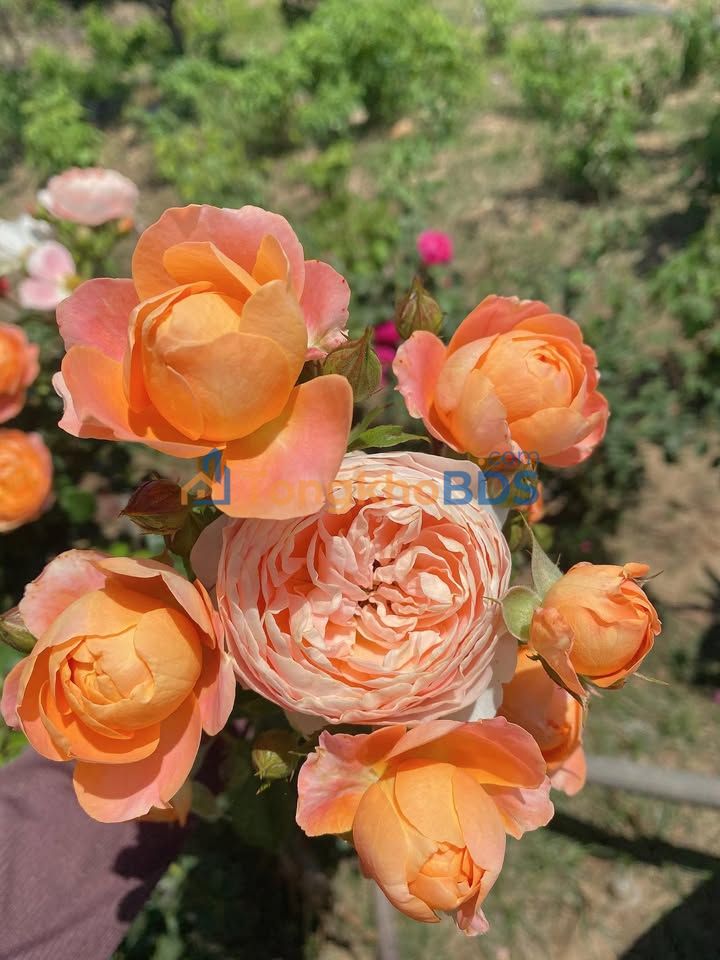 Bán Đất Vườn 10.400m² Mặt Tiền Kinh Doanh Ea Súp, Đắk Lắk