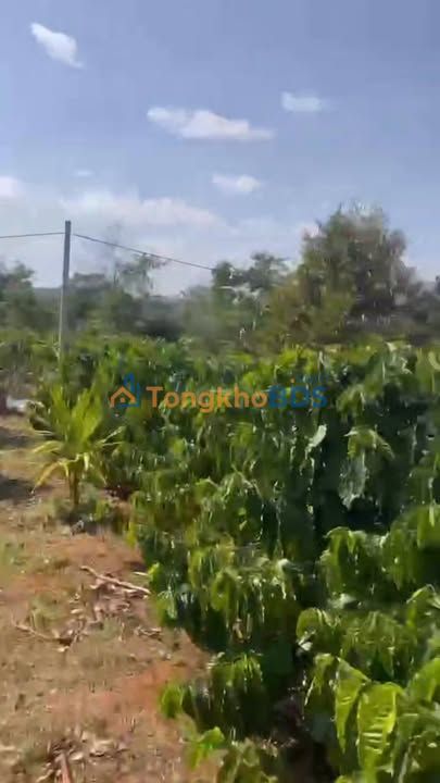 Bán Gấp Đất Vườn 27000m² Ia Bă, Ia Grai - Giá 1.5 Tỷ