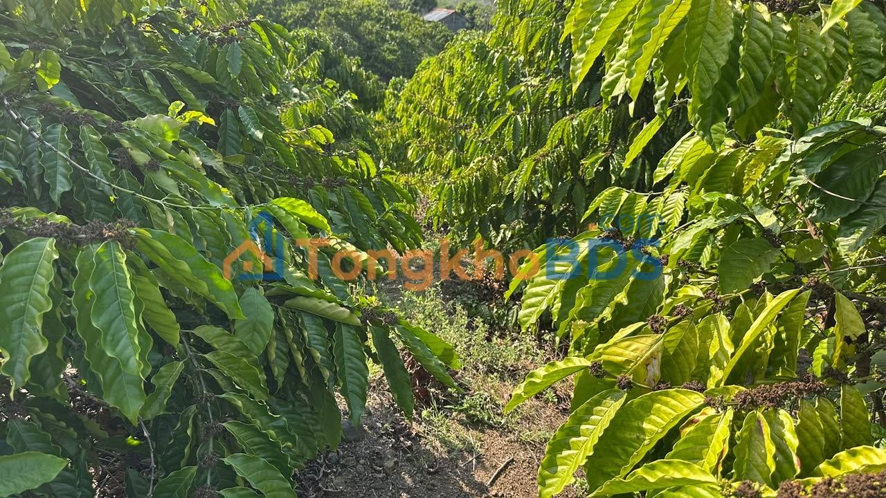 Bán Gấp 4ha Đất Vườn Cafe Đẹp Giá Tốt Tại Krông Nô, Đắk Nông