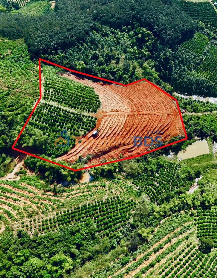 Bán Gấp 2ha Farm Đắk Hà, Kon Tum - Sổ Hồng Riêng, Kinh Doanh Lợi Nhuận Cao