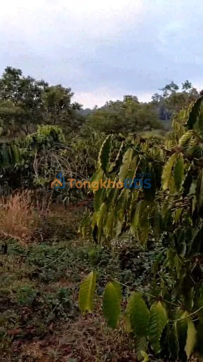 Bán Gấp 9 Sào Đất Cafe Đắk Nông - Suối Lớn, Giá 1.6 Tỷ