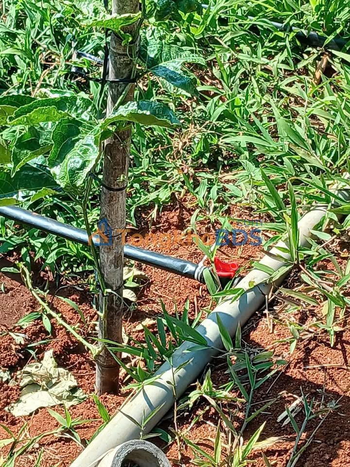 Bán Gấp Farm 1.8ha Đắk Lắk - Vườn Cà Phê, Sầu Riêng, Chanh Dây