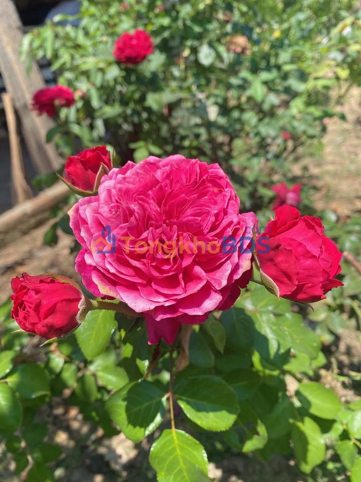 Đất Vườn Đắk Lắk 9360m² - Sổ Hồng Trao Tay, Giá Đầu Tư 97.5 Tỷ