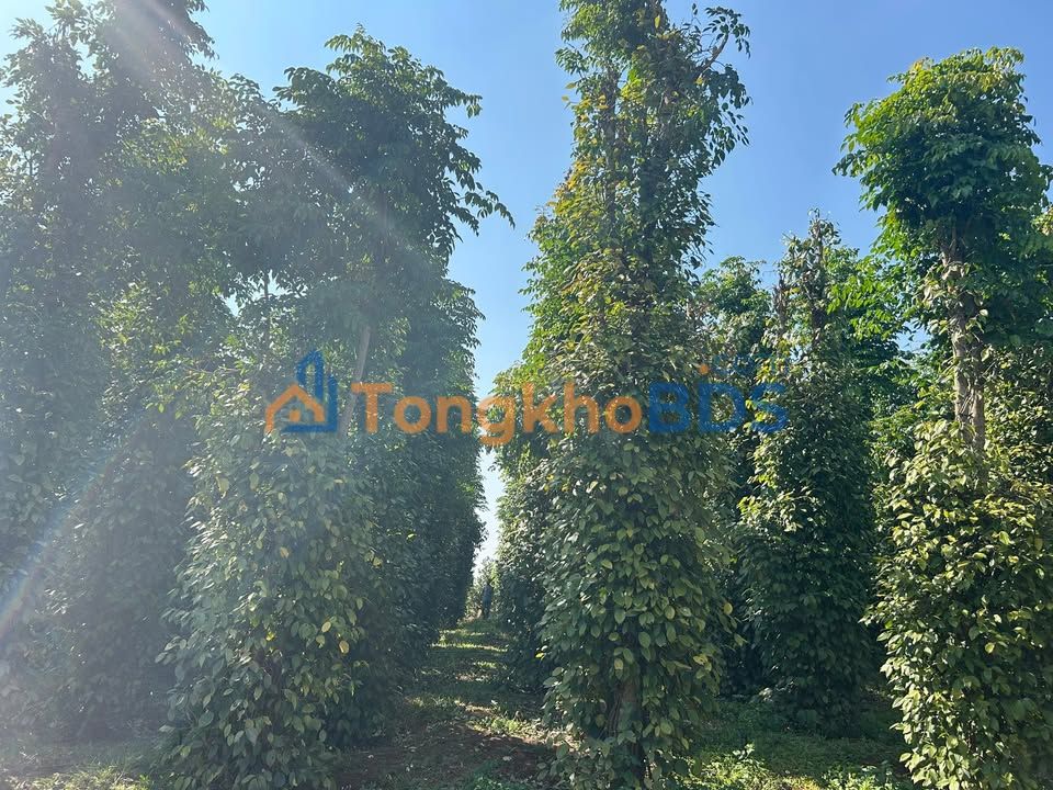 Bán Farm 1ha Đắk Lắk - 900 Trụ Tiêu & 400 Cây Cà Phê - Giá Từ 1 Tỷ