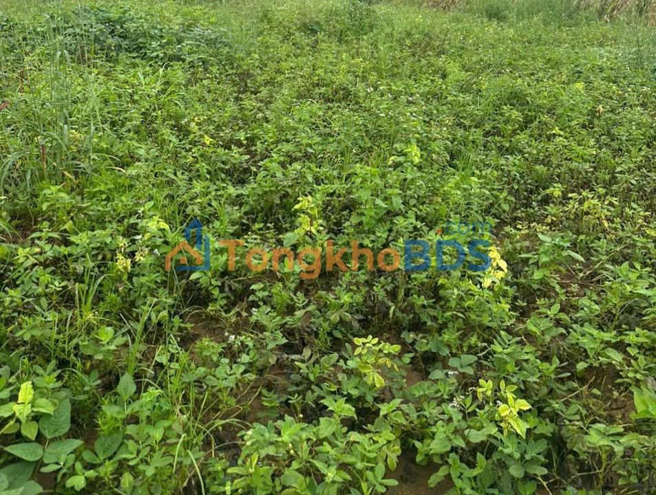 Đất Vườn Đắk Lắk 1.7ha - Giá Đầu Tư 1.2 Tỷ