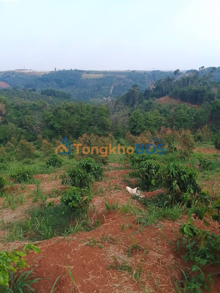 Farm Gia Nghĩa 1,7ha giá 2,3 tỷ - Sổ hồng rõ ràng