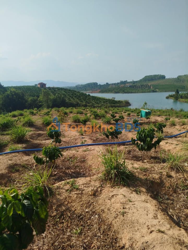 Bán Gấp 1.1ha Farm Cà Phê, Cao Su Đẹp Tại Krông Pắc - 1.3 Tỷ