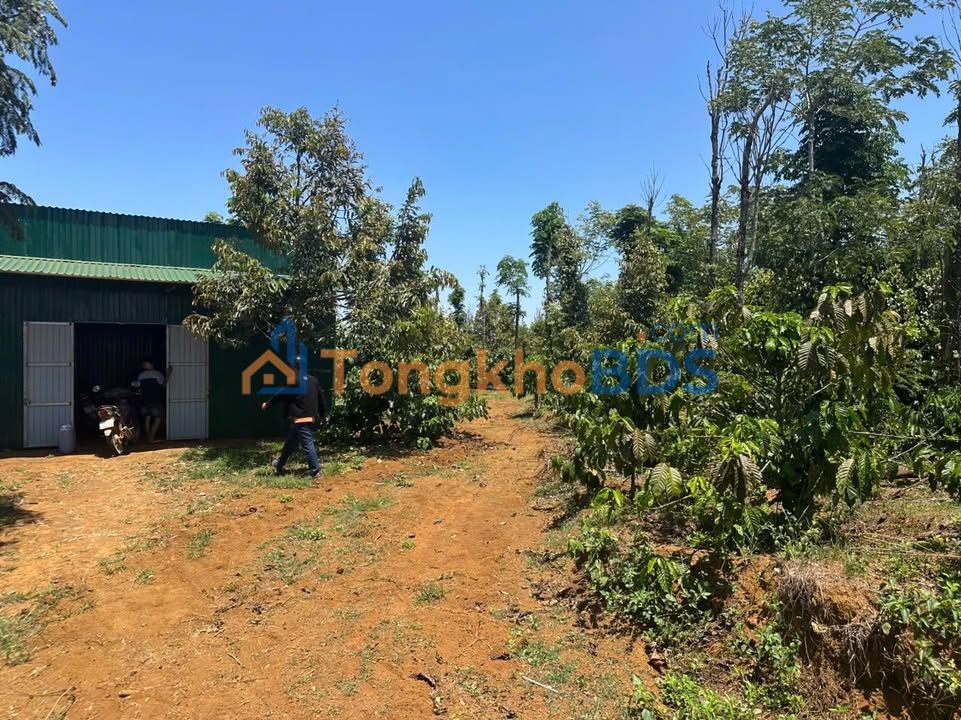 Bán Rẫy 2.5ha Mặt Tiền Nhựa Đắk Nia, Gia Nghĩa - Thu Nhập Ổn Định