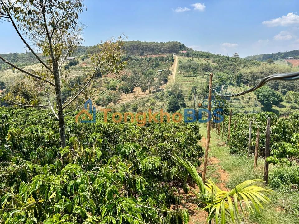 Bán Gấp Farm 12,000m² Sổ Hồng Tại Xuân Trường, Lâm Đồng - Giá 3.1 Tỷ