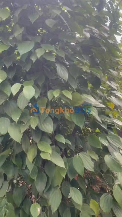 Đất Vườn Đắk Song 1800m² - Nguồn Thu Cà Phê, Tiêu 850 Triệu