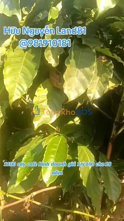 Bán Gấp Vườn Cafe Kinh Doanh 1ha Gia Lai - 1.1 Tỷ