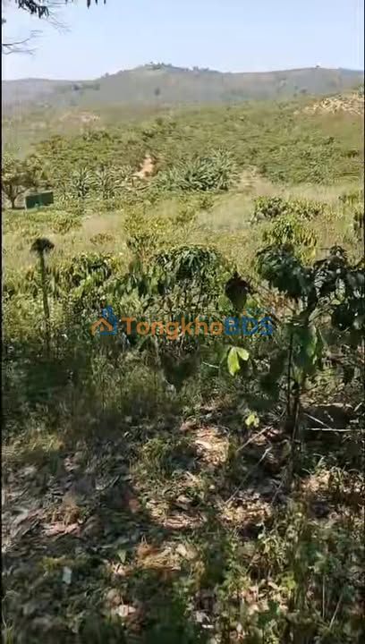 Bán 9 Sào Đất Vườn Cát Tiên - 1.3 Tỷ - Sẵn Hồ Tưới