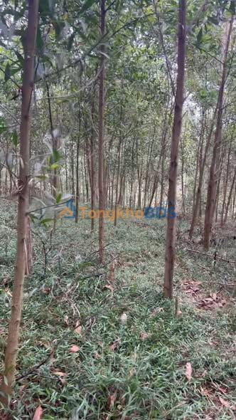 Bán Đất Đồi 5500m² View Núi Tản Viên, Ba Vì - Tiềm Năng Sinh Thái Hấp Dẫn