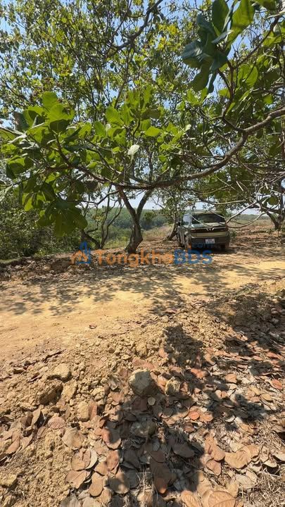 Đất Vườn 3.2ha Đồng Phú, Bình Phước - Đường Ô Tô Tận Nơi, Giá Đầu Tư 750 Triệu/ha