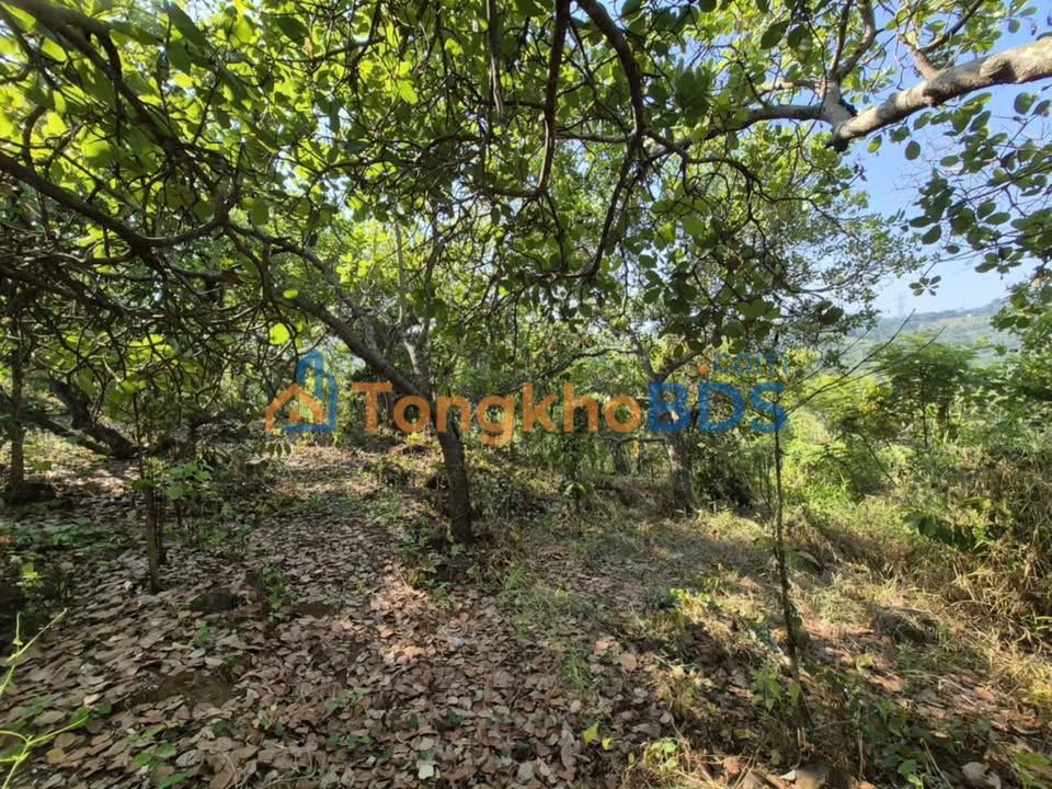 Bán Gấp Đất Vườn 6000m² Sổ Hồng, View Suối - Chơn Thành, Bình Phước