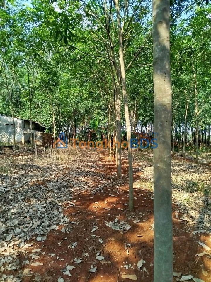 Bán Gấp Đất Cao Su Bình Phước 2800m² - Sổ Đỏ Chính Chủ