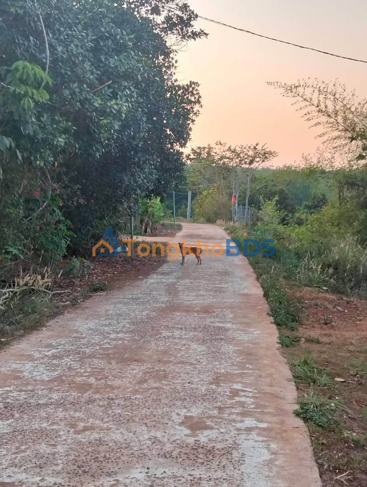 Bán Gấp Đất Vườn 4200m² Lộc Ninh - Giá 1.6 Tỷ, Sẵn Vườn Cây Ăn Trái