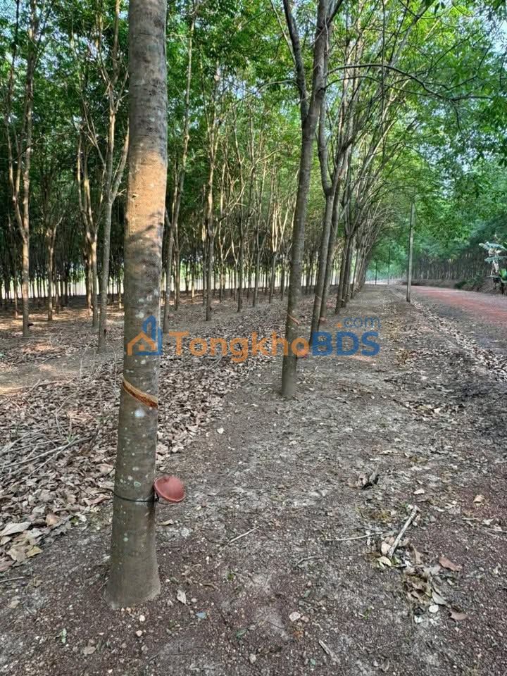 Bán Đất Vàng 1.8ha Mặt Tiền Lớn 140m - P.Bình Phước, Đồng Xoài