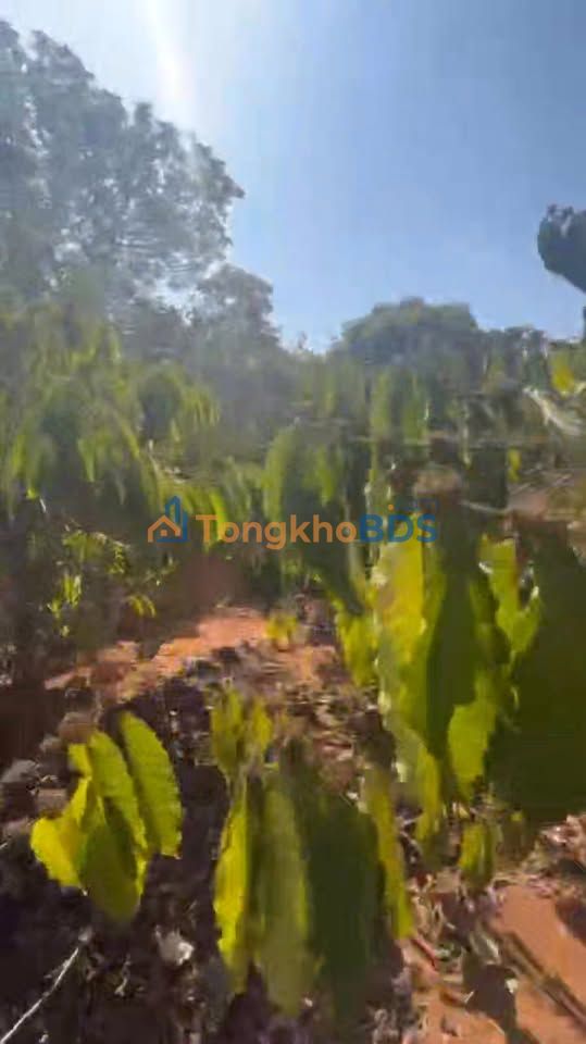 Bán Gấp Farm 3.6ha K'Dang, Đăk Đoa - Lô Đẹp Ôm Suối, Sổ 6.2 Sào, Giá 1.75 Tỷ