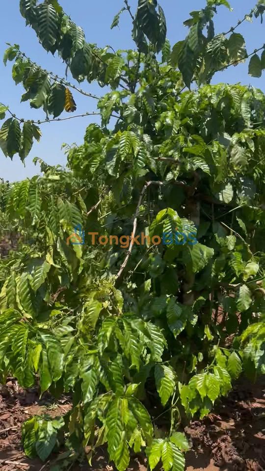 Bán 1.1ha Đất Vườn Trồng Cafe, Mặt Tiền 80m - Pleiku, Gia Lai