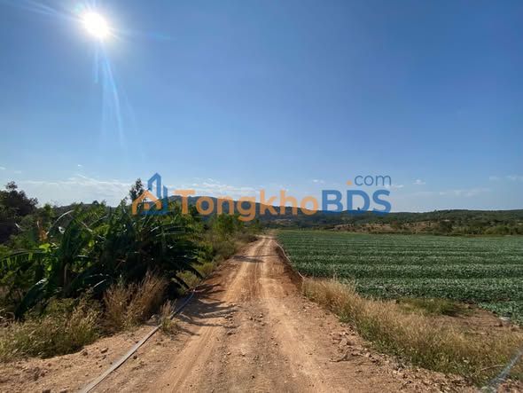 Đất Vườn 2ha Chư Pưh, Gia Lai - Sẵn Sổ, Giá Đầu Tư 13 Tỷ
