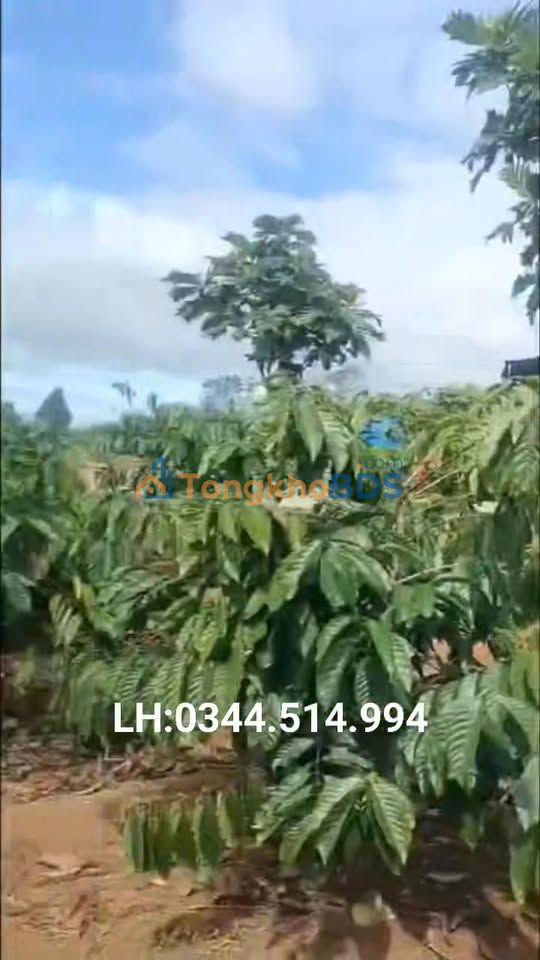 Bán Gấp Farm Cafe 9500m² Kinh Doanh Đắc Lợi Tại Ia Băng, Đăk Đoa