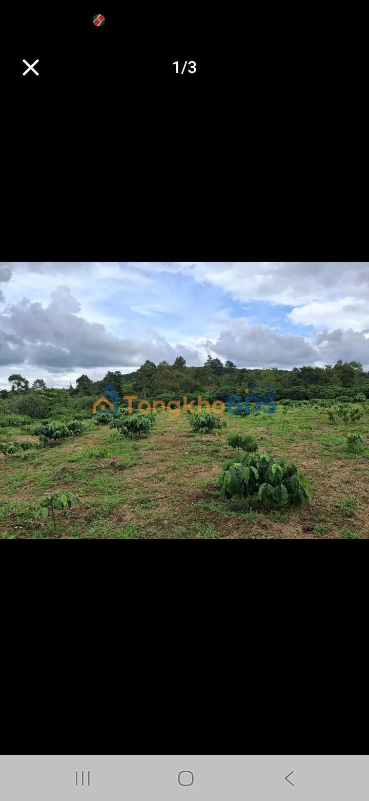 Bán Đất Trồng Cà Phê Lộc Châu, Bảo Lộc - 1158m² Giá Tốt