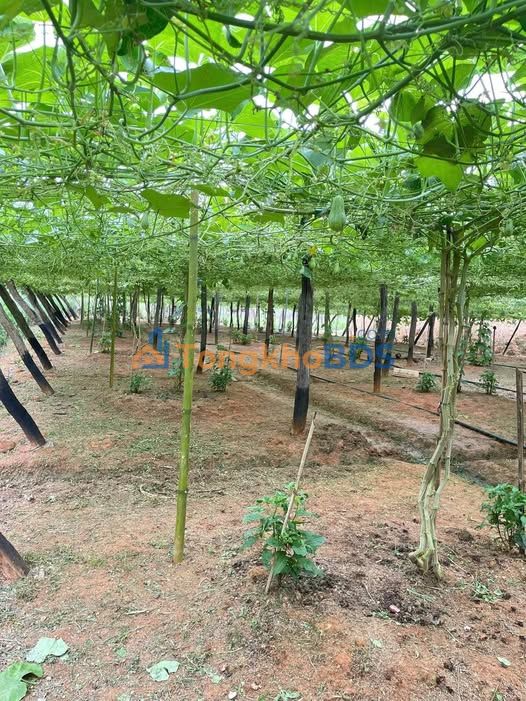 Đất thổ cư 492m² mặt tiền đường nhựa Đơn Dương - Giá đầu tư 2.7 tỷ