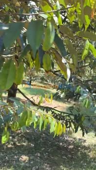 Bán Gấp 2ha Đất Vườn Trồng Sầu Riêng & Thái Tại Đức Cơ, Gia Lai - Giá 5 Tỷ