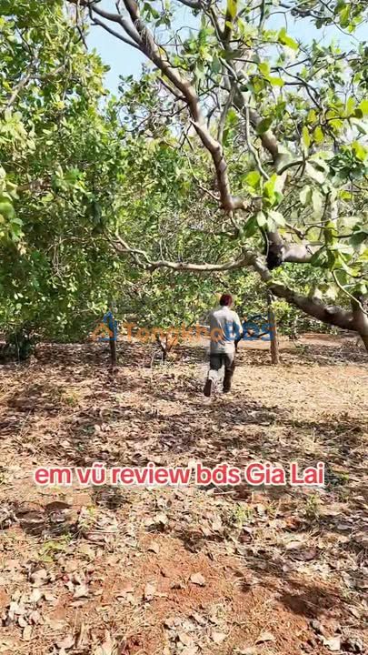 Bán Đất Vườn Gia Lai 1000m² Mặt Tiền Tỉnh Lộ 664 - Đầu Tư Sinh Lời