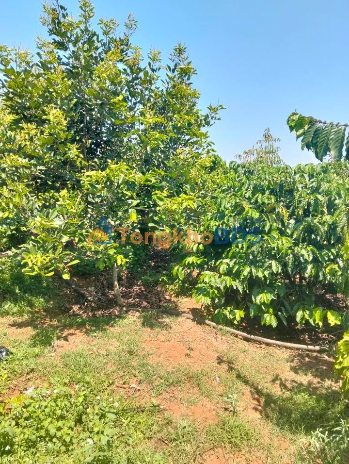 Bán Gấp 18.000m² Đất Vườn Trồng Cà Phê, Sầu Riêng Tại Ia Kha, Ia Grai - Sổ Đỏ Sẵn Sàng