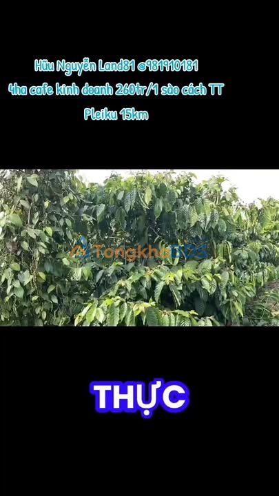 Farm 4ha Gia Lai - 4300 Cây Cafe, Sầu Riêng, Tiêu - Giá 26 Tỷ